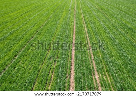 Rows of green young grain crops growing on a farm field