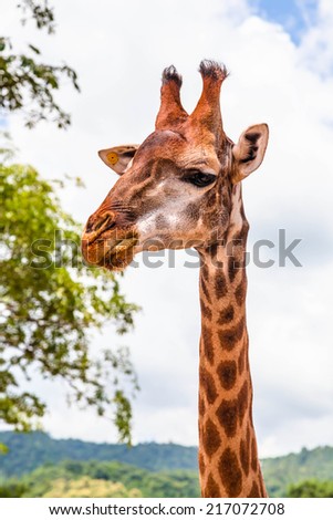 Giraffe in  ChiangRai province, Thailand