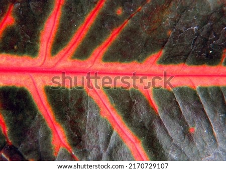 Closeup patterns on different types of leaves abstract