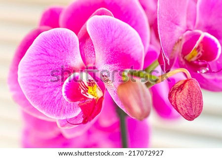 Pink orchid falenopsis closeup