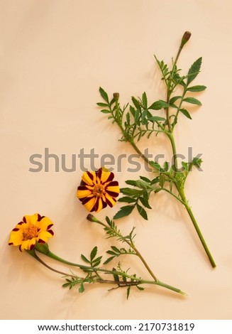 Marigold flowers on a  beige pastel paper background. Top view, floral background. Minimalism.