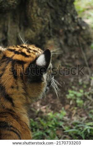 Bengal Tiger cubs born in Sri Lanka National Zoo Tiger cubs playing 