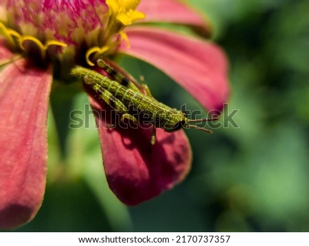 selective focus from close up photo or macro photo of a green grasshopper perched on a beautiful flower