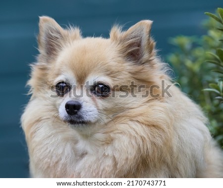 Long haired chihuahua portrait close up 
