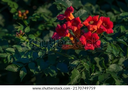Close-up of trumpet vine (Campsis radicans) with details of flowers and foliage. This climbing plant is also called trumpet climber ou Virginian trumpet flower. orange, red