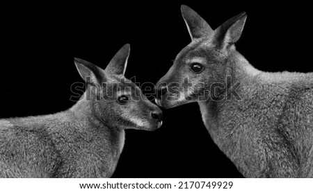 Two Black And White Couple Kangaroo On Black Background