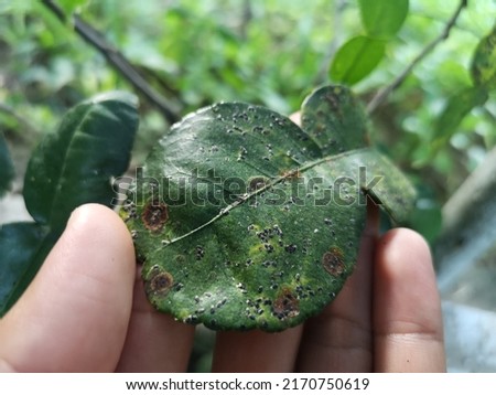 Selective​ focus on dark green kaffir lime​ leaf, blur background.