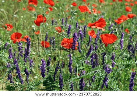 Poppies and Hairy Vetch flowers, Unstone Derbyshire England
