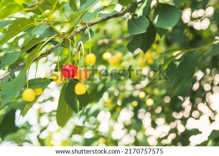 Unripe yellow and red cherries ripen on the tree in summer, shallow depth of field, green leafs on background. Beautiful sunny day