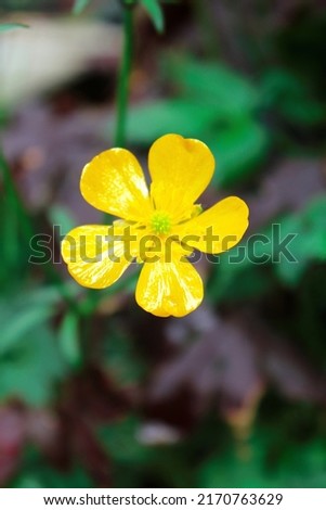 bright yellow flowers against green blur background