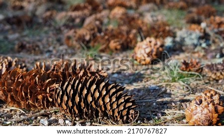 Forest landscape. Macro photography of a scattering of spruce cones on forest land.