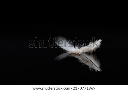 a white and brown bird feather on black background. single bird feather with reflection on the black background.
