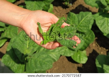 woman shows side shoots on tobacco. pasching tobacco on a tobacco farm Royalty-Free Stock Photo #2170772587