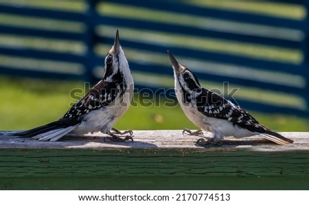 A Pair of Hairy Woodpeckers in Courtship