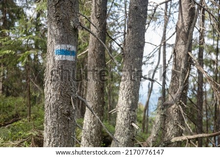 Marking the tourist route painted on the tree in blue and white. Travel route sign in the Carpathians mountains