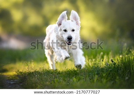 funny golden retriever dog jumping outdoors in summer