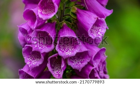 Digitalis purpurea 'Dalmatian Purple'. Foxglove 'Dalmatian Purple' Royalty-Free Stock Photo #2170779893
