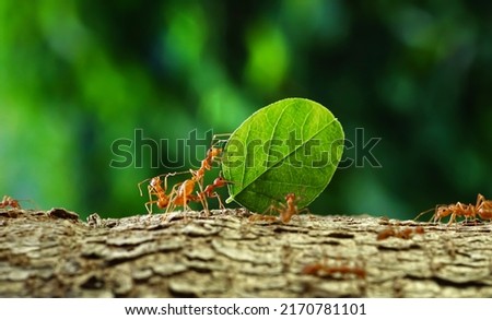 Ants carry the leaves back to build their nests, carrying leaves, close-up. sunlight background. Concept team work together.	                           Royalty-Free Stock Photo #2170781101