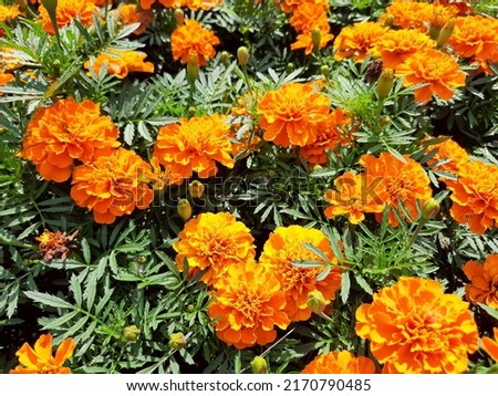 Orange marigold flowers in the garden, on the flower bed for calendar, wall art, postcard, florist shop.