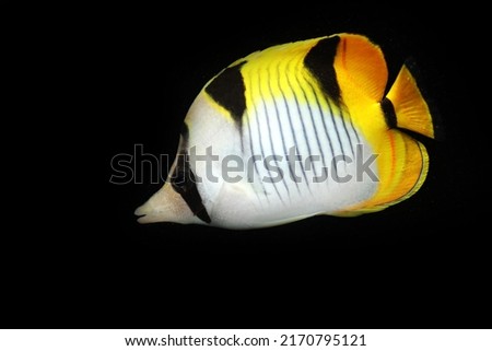 Black wedged Butterfly fish 
 (Chaetodon falcula) Royalty-Free Stock Photo #2170795121