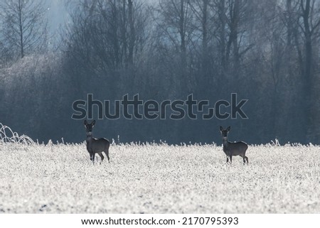 Two deer on a sunny meadow in the snow. Beautiful sunny day, beautiful winter, deer in white snow. Frost in the nature reserve. Frozen nature covered with snow.