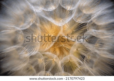 Close-up of a flower of Tragopogon campestris  Royalty-Free Stock Photo #2170797423