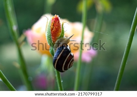 Beautiful natural background with 
little snail on a yellow rose with boke
Colorful elegant gentle artistic image of summer outdoors nature in morning from our garden.
