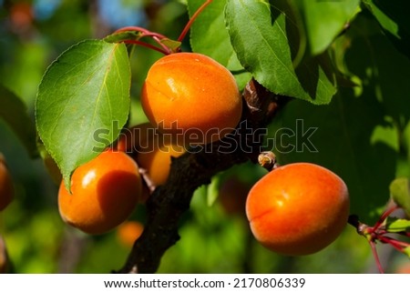 Bright orange juicy apricots (Prunus armeniaca) growing on a tree.