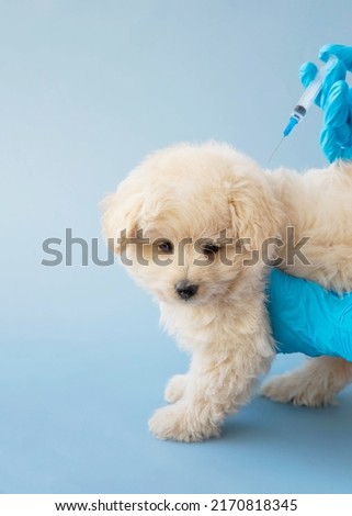 Hands in blue medical gloves are vaccinating a little puppy of that poodle.