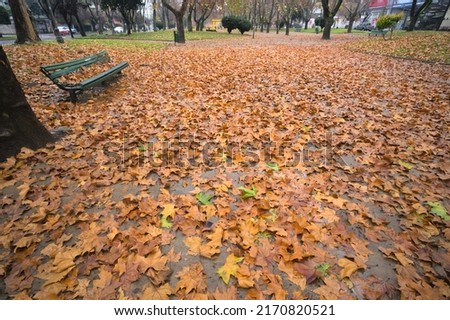 Pile of orange and brown colored autumn leaves on the ground of a public park 