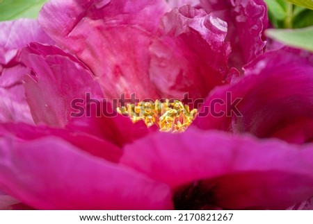 Close up of beautiful dark pink tree peony flower. Blurred floral background.