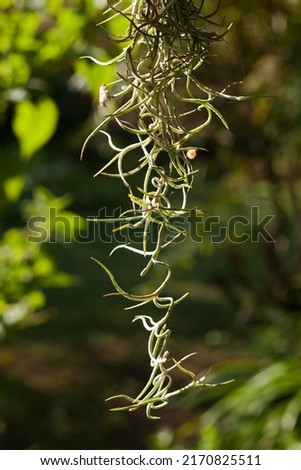 SPANISH MOSS HANGING FORM A TREE WITH GREEN GARDEN BACKGROUND