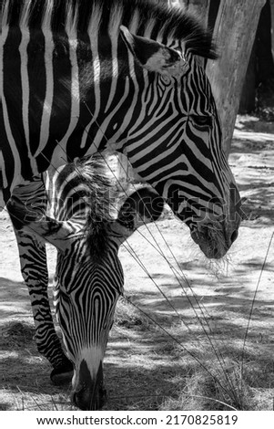 View of the heads of two zebras eating grass in the shadow in black and white 