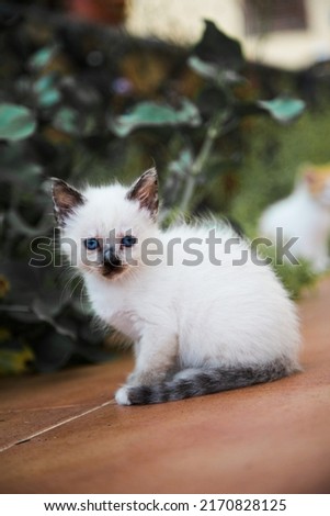 white kitty posing for the picture.