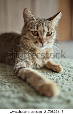 tabby cat with green eyes lies comfortably on a carpet.