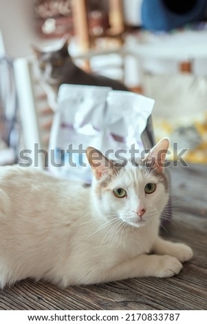 cat lying down on wooden table looking at camera.