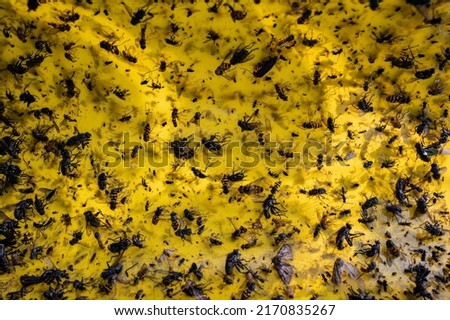 Yellow Sticky Insect Trap in the garden Royalty-Free Stock Photo #2170835267