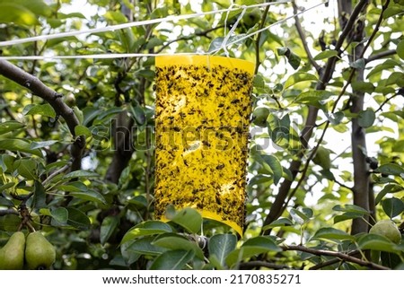 Yellow Sticky Insect Trap in the garden Royalty-Free Stock Photo #2170835271