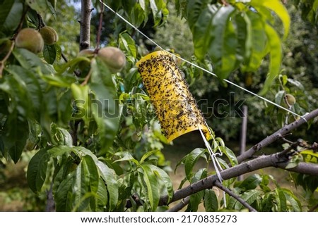 Yellow Sticky Insect Trap in the garden Royalty-Free Stock Photo #2170835273