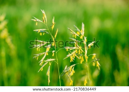 Tall fescue with spikelets in an open pasture. Royalty-Free Stock Photo #2170836449