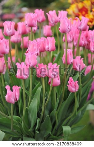 A bouquet of pink Coronet tulips (Tulipa) Picture in an exhibition in May