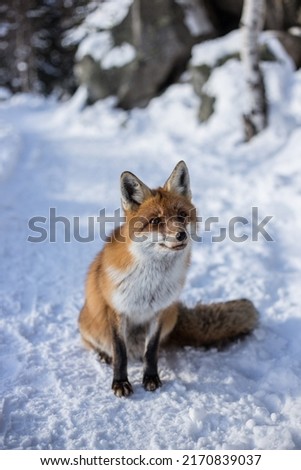 Friendly fox in the mountains
