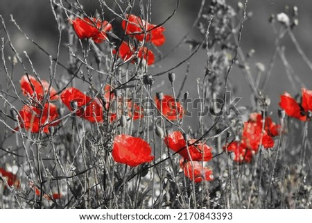 A field of poppy flowers. The background of this photo is black and white, only the flowers petals are in colour, contrasting against the background.