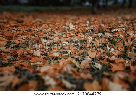 Background of golden fallen leaves in autumn. A carpet of yellow and orange maple leaves in an autumn park. Beautiful autumn nature background. Leaves fall time.