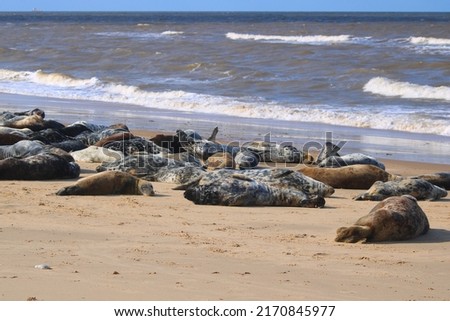 Seals on Horsey Beach, Norfolk.
