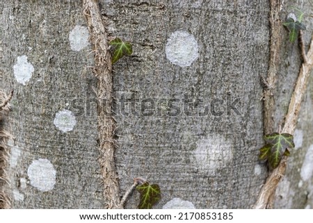 Ivy roots on tree trunk. Hedera helix or European ivy climbing on bark of a tree. Close up