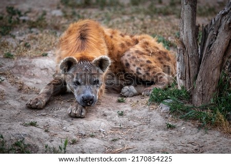 The spotted hyena (Crocuta crocuta), also known as the laughing hyena.