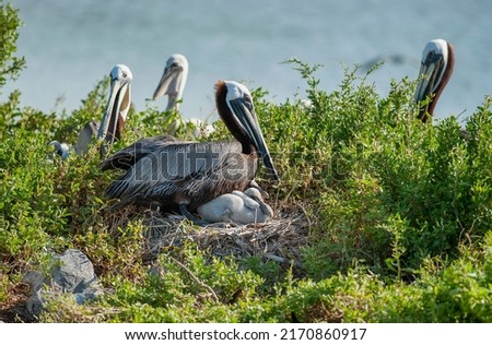 Nesting Brown Pelicans on Queen Bess Island in Coastal Louisiana  Royalty-Free Stock Photo #2170860917