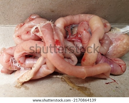 Chicken intestine, Digestive System internal parts Royalty-Free Stock Photo #2170864139