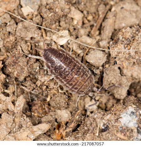 beetle wood louse in nature